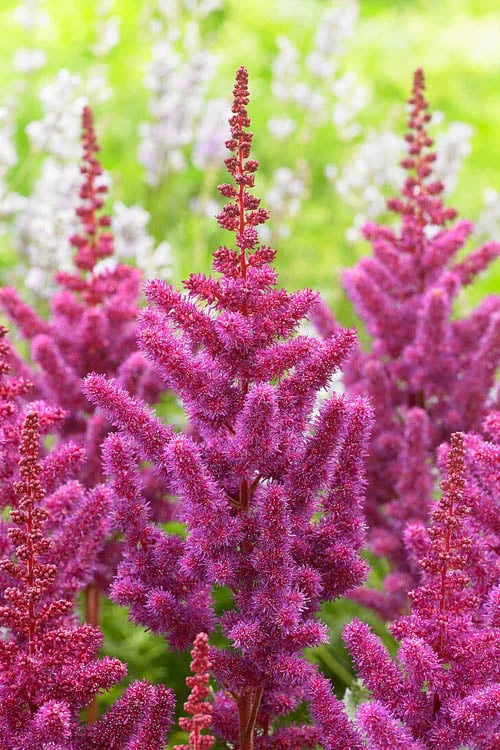 Visions In Red Astilbe - 1 Gallon - Image 4