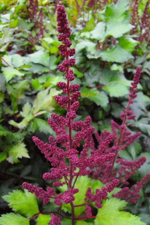 Visions In Red Astilbe - 1 Gallon - Image 7