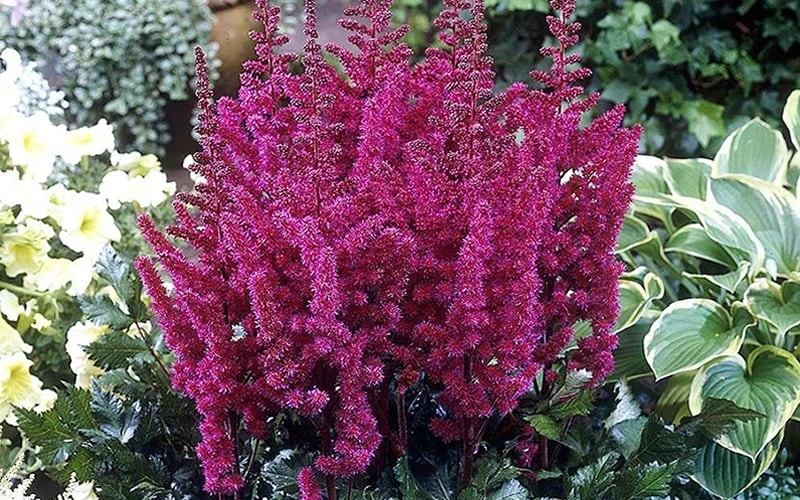 Visions In Red Astilbe - 1 Gallon - Image 5