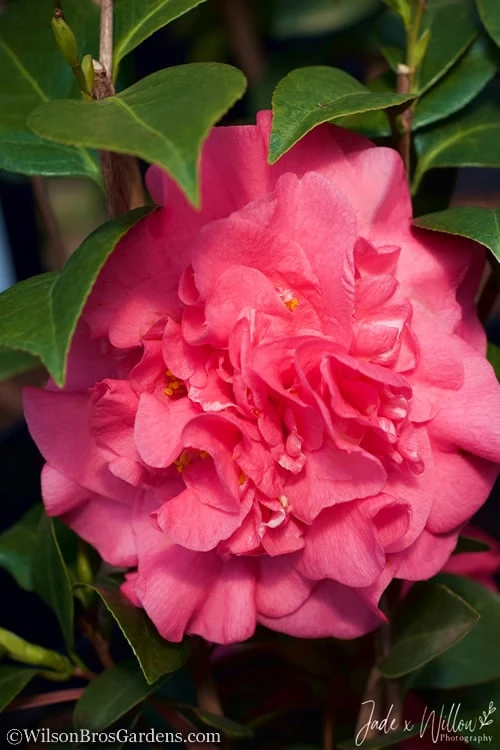 Ack-Scent Fragrant Pink Camellia Japonica - 3 Gallon Pot - Image 5