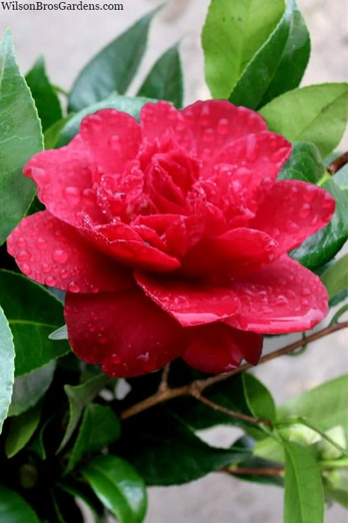 Altheaflora Camellia - 3 Gallon Pot - Image 4