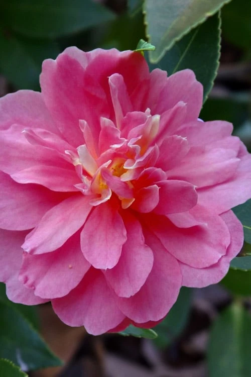 Autumn Spirit Camellia - Hybrid - 3 Gallon Pot - Image 6