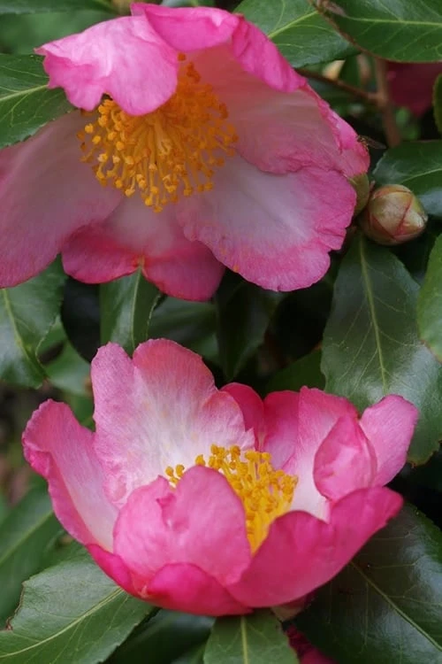 Autumn Sunrise Camellia Sasanqua - 1 Gallon Pot - Image 5