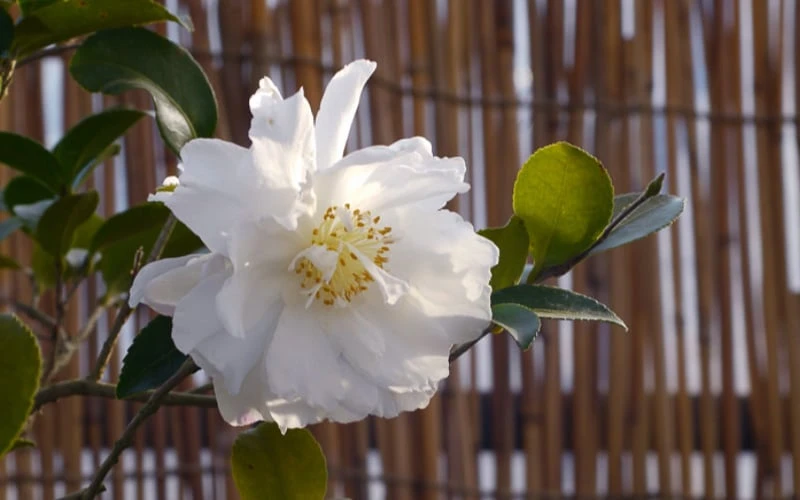 Chisato No Aki Camellia Japonica - 3 Gallon Pot - Image 5
