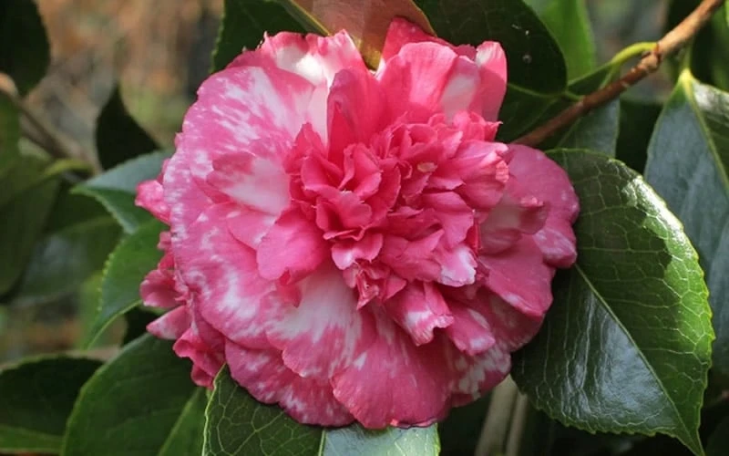 Sacred Dance Camellia Japonica 'Daikagura' - 1 Gallon Pot - Image 6
