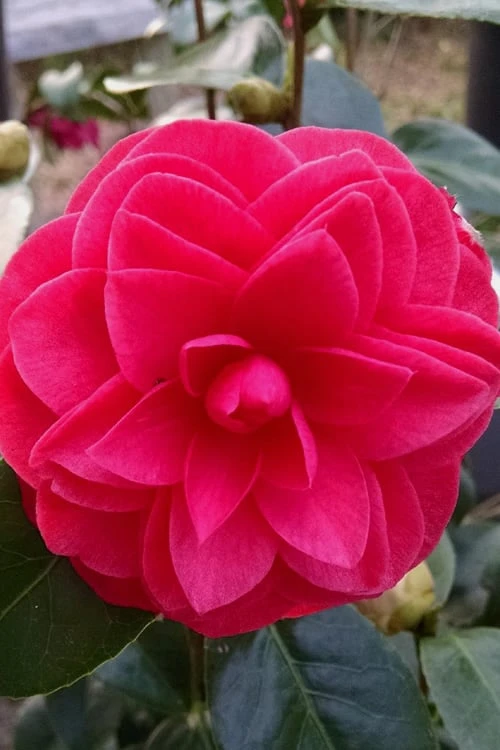 Glen 40 Camellia Japonica - 3 Gallon Pot - Image 6