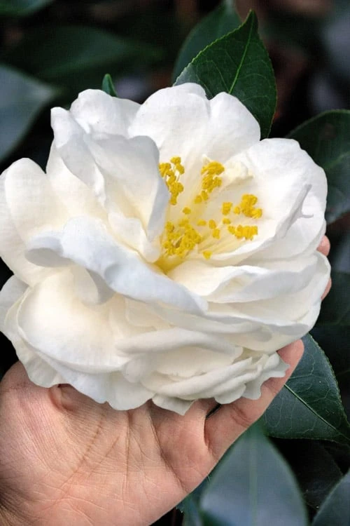 Colonial Dame Camellia - 3 Gallon Pot - Image 6