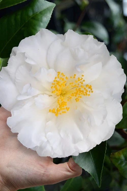 Colonial Dame Camellia - 3 Gallon Pot - Image 4