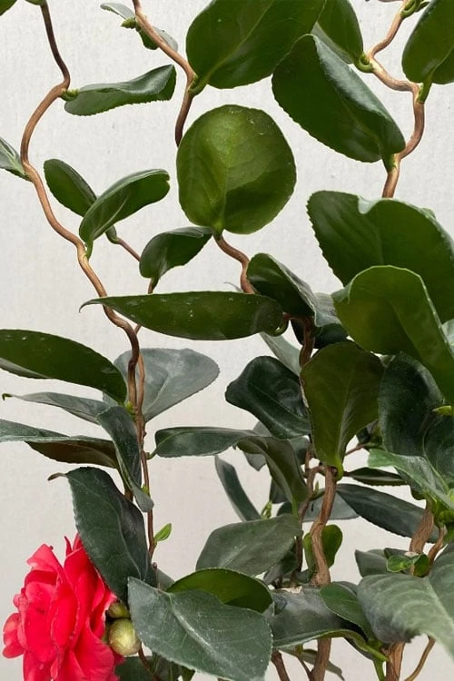 Curly Lady Camellia Japonica - 1 Gallon Pot - Image 7