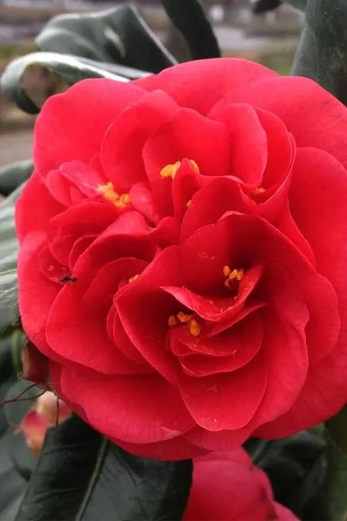 Curly Lady Camellia Japonica - 1 Gallon Pot - Image 4