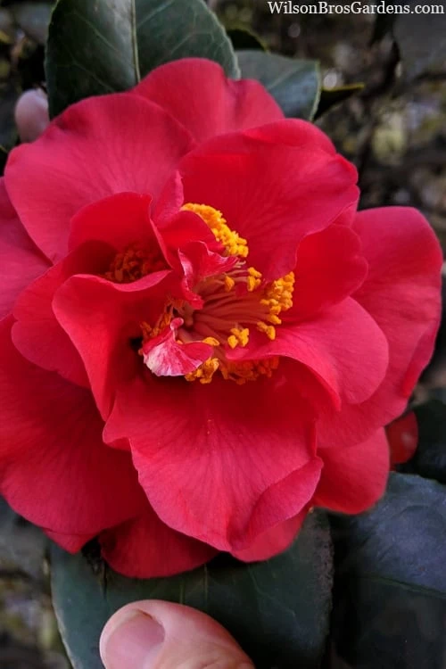 Paulette Goddard Camellia Japonica - 3 Gallon Pot