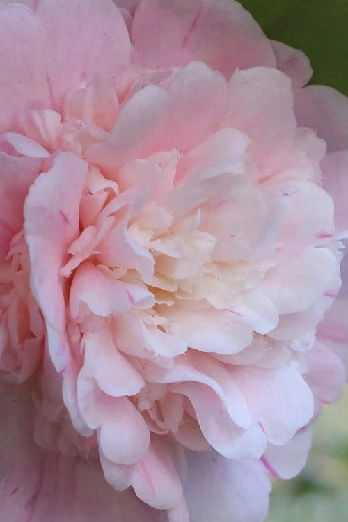 Thompsonii Camellia Japonica - 3 Gallon Pot - Image 5