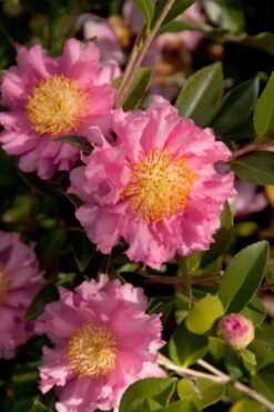 October Magic Carpet Dwarf Camellia - 2 Gallon Pot