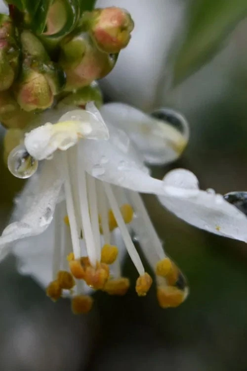 Parvilimba Camellia - 5 Gallon Pot - Image 5
