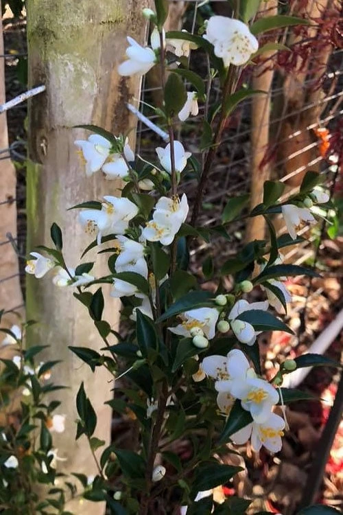 Parvilimba Camellia - 5 Gallon Pot - Image 6