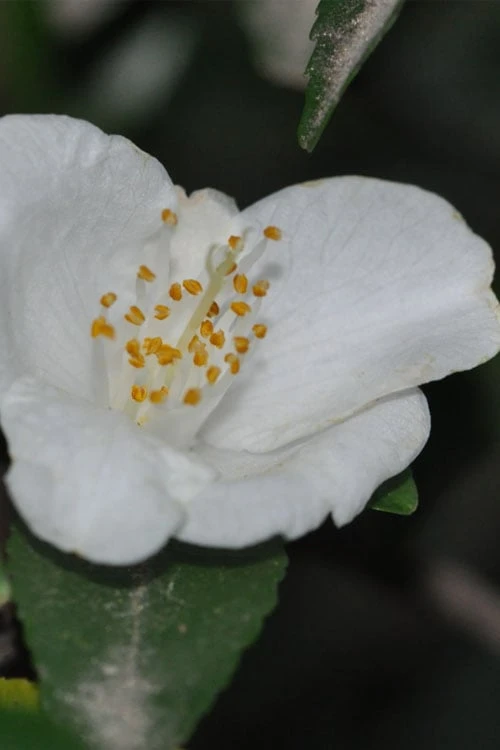 Parvilimba Camellia - 5 Gallon Pot - Image 4
