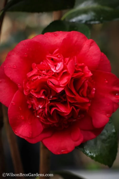 Professor Sargent Camellia Japonica - 7 Gallon Pot (3-4') - Image 4
