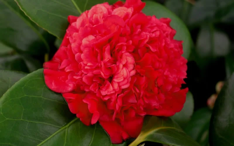 Professor Sargent Camellia Japonica - 1 Gallon Pot - Image 5