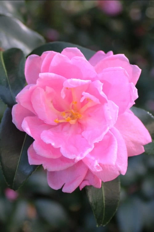 Sagamio Wabisuke Camellia - 3 Gallon Pot - Image 4