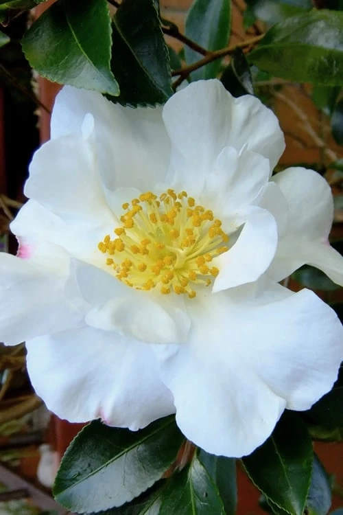 Setsugekka Fragrant Camellia Sasanqua - 7 Gallon Pot - Image 4