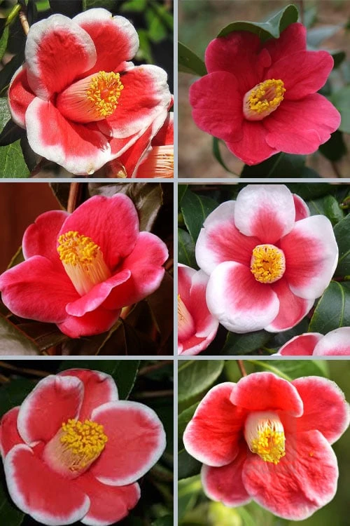 Tama No Ura Weeping Camellia Japonica - 3 Gallon Pot - Image 4