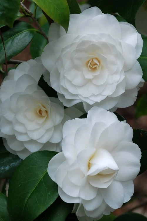 White By The Gate Camellia Japonica - 6 Pack Of 1 Gallon Pot - Image 4