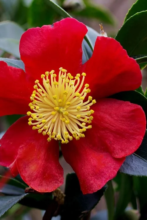 Yuletide Camellia Sasanqua - 6 Pack Of 1 Gallon Pots - Image 8