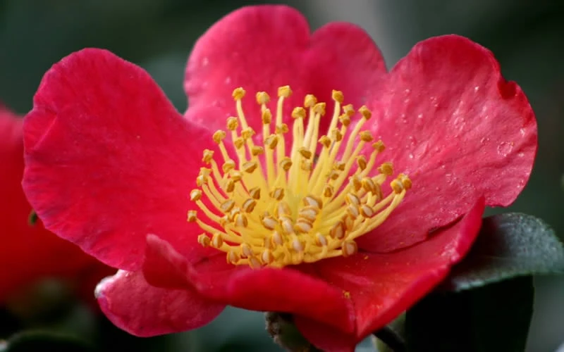 Yuletide Camellia Sasanqua - 3 Gallon Pot - Image 7