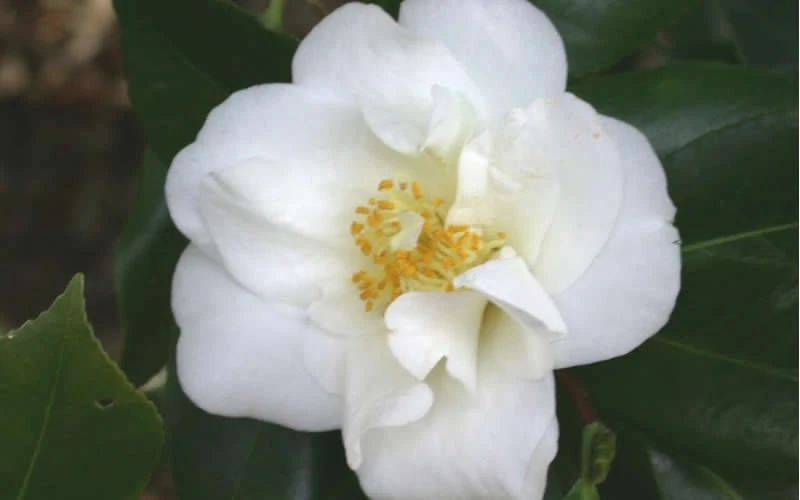 White Empress Camellia Japonica - 1 Gallon Pot - Image 4