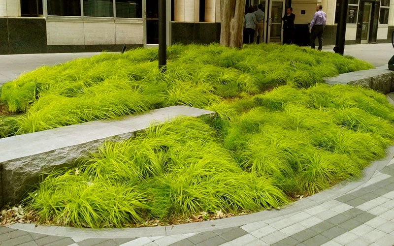 Evercolor Everillo Carex - 1 Gallon Pot - Image 4