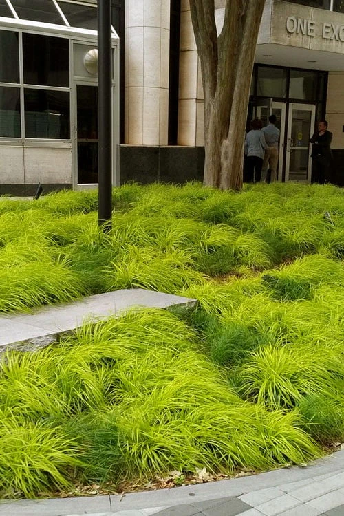 Evercolor Everillo Carex - 1 Gallon Pot - Image 6