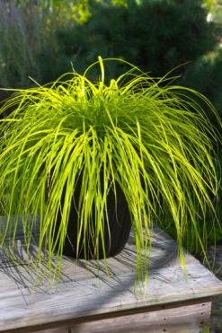 Evercolor Everillo Carex - 6 Pack Of 1 Gallon Pots