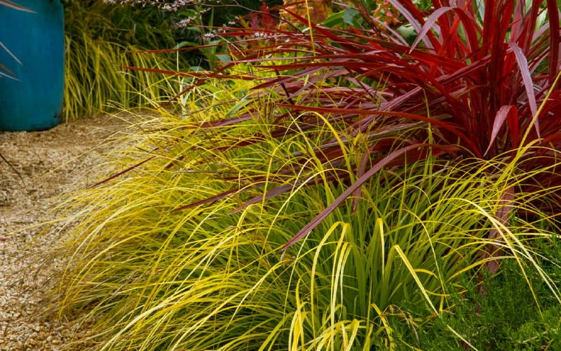 Evercolor Everillo Carex - 1 Gallon Pot - Image 7