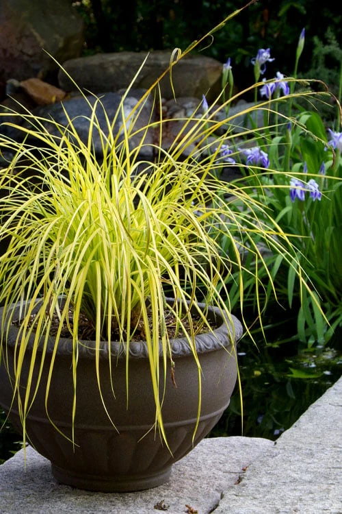 Evercolor Everillo Carex - 1 Gallon Pot - Image 5