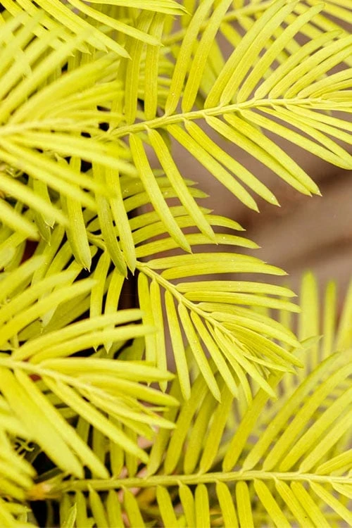 Golden Dragon Plum Yew (Cephalotaxus Harringtonia) - 7 Gallon Pot - Image 6