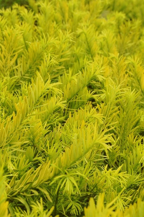 Golden Dragon Plum Yew (Cephalotaxus Harringtonia) - 5 Pack Of Quart Pots - Image 4