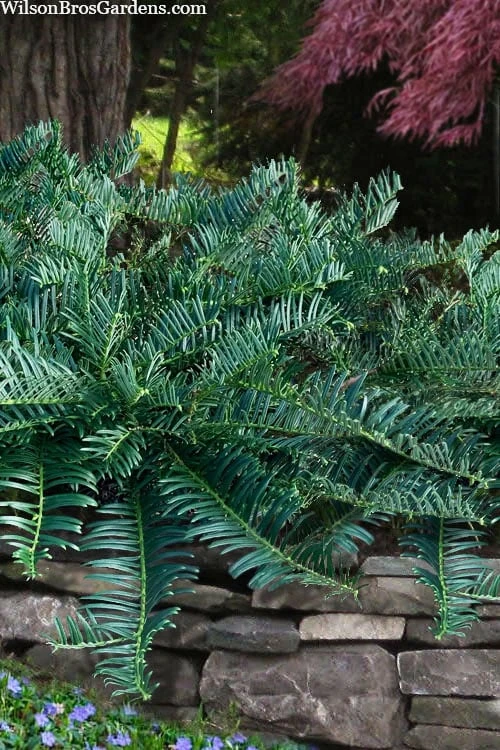 Creeping Japanese Plum Yew (Cephalotaxus Harringtonia 'Prostrata') - 6 Pack Of 1 Gallon Pots