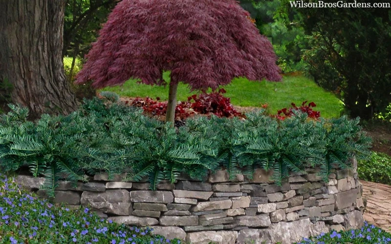 Creeping Japanese Plum Yew (Cephalotaxus Harringtonia 'Prostrata') - 6 Pack Of 1 Gallon Pots - Image 4