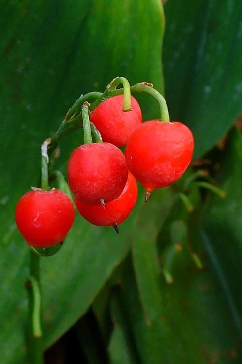 Bordeaux Lily Of The Valley (Convallaria) - 1 Gallon Pot - Image 5