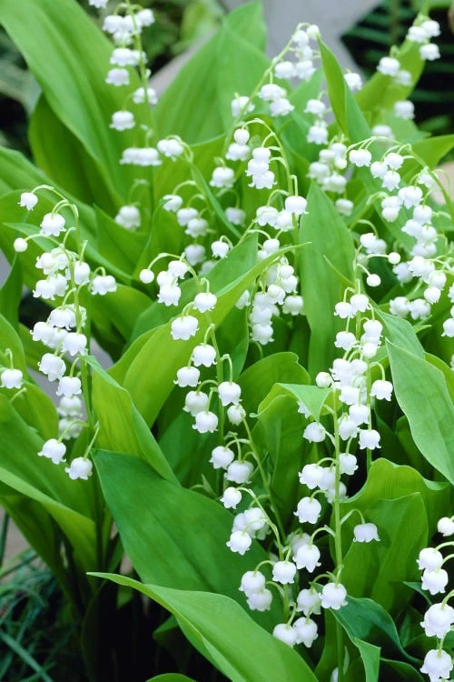 Bordeaux Lily Of The Valley (Convallaria) - 1 Gallon Pot - Image 4