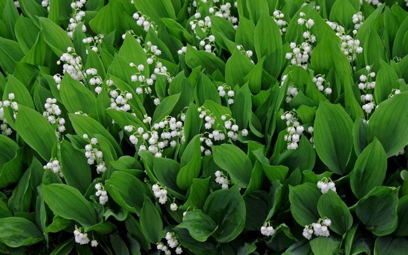 Lily Of The Valley (Convallaria Majalis) - 5 Pack Quart Pots - Image 8