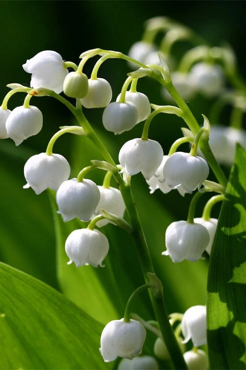 Lily Of The Valley (Convallaria Majalis) - 5 Pack Quart Pots - Image 4