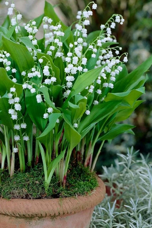Lily Of The Valley (Convallaria Majalis) - 5 Pack Quart Pots - Image 5