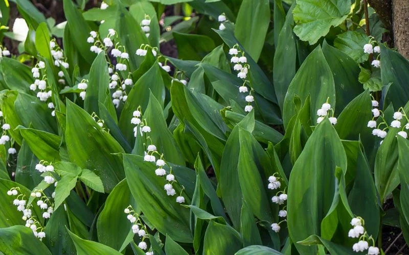 Lily Of The Valley (Convallaria Majalis) - 5 Pack Quart Pots - Image 7