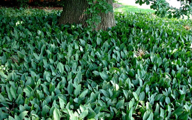 Lily Of The Valley (Convallaria Majalis) - 5 Pack Quart Pots - Image 6