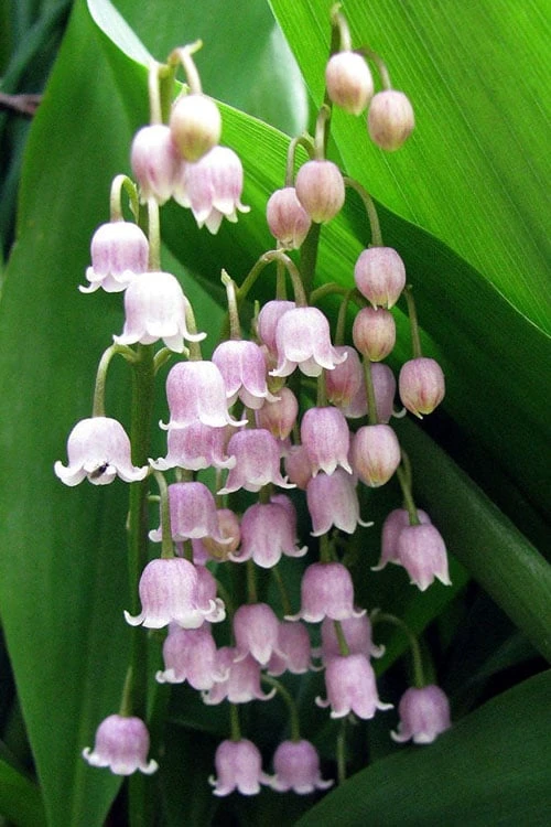 Pink Lily Of The Valley (Convallaria Majalis 'Rosea') - 1 Gallon Pot - Image 4