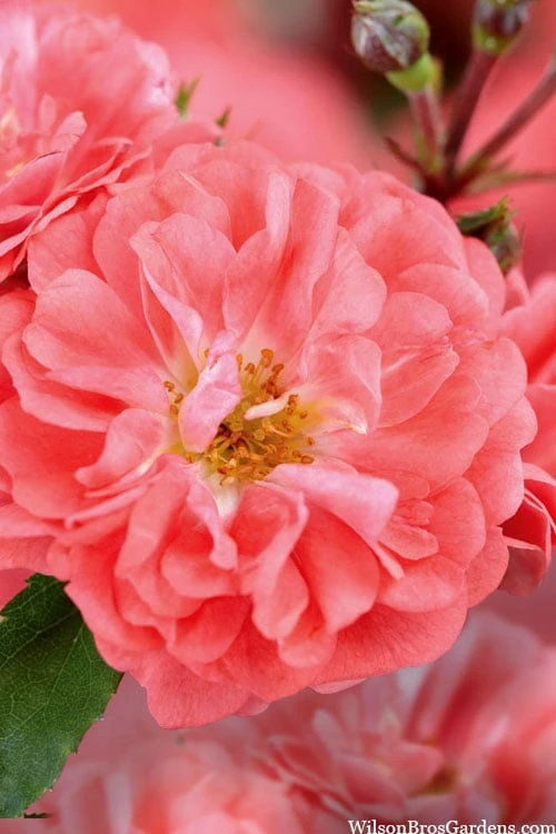 Coral Drift Groundcover Rose - 3 Gallon Pot - Image 4