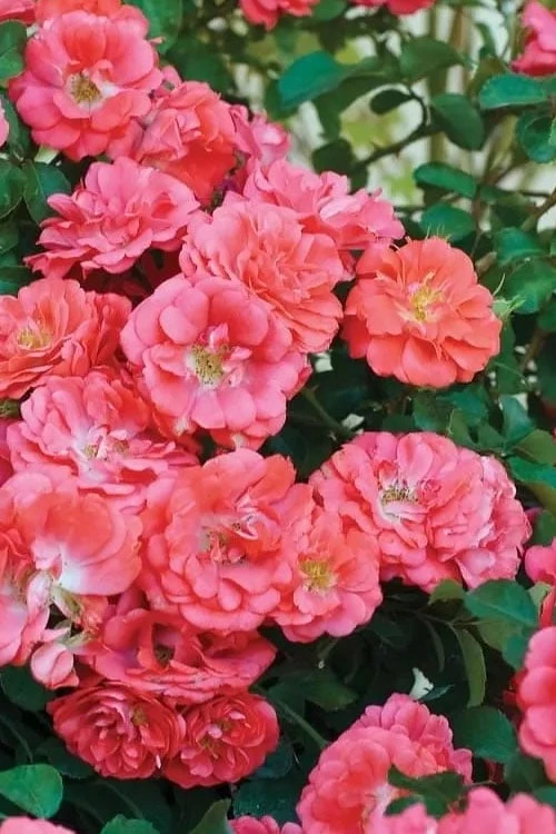 Coral Drift Groundcover Rose - 3 Gallon Pot - Image 6