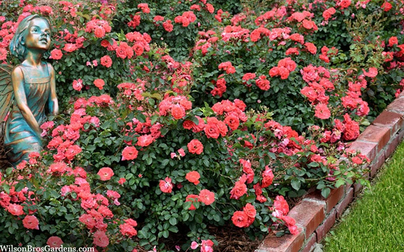 Coral Drift Groundcover Rose - 3 Gallon Pot - Image 5