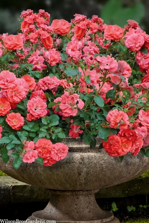 Coral Drift Groundcover Rose - 3 Gallon Pot
